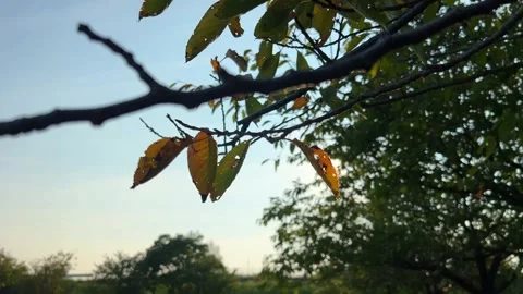 Sunset behind the leaves of cherry blossom sakura trees in Japan Stock Footage 284237728