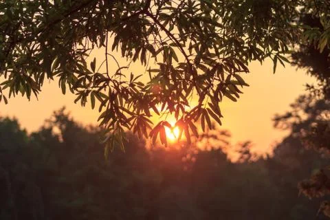 Sunset behind the leaves Stock Photos