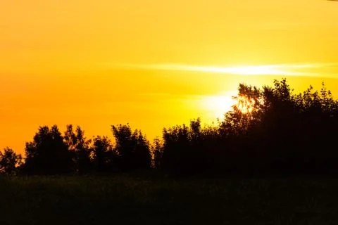 Sunset behind the leaves of trees Stock Photos