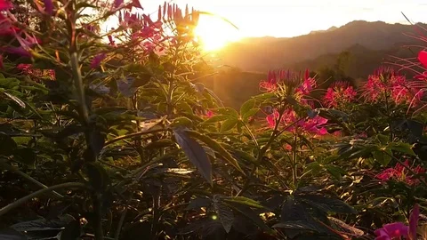 Sunset behind mountain flowers Stock Footage 101501026