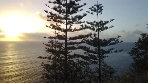Sunset behind Norfolk Pine trees and rocky shoreline, Norfolk Island Stock Footage 149048973
