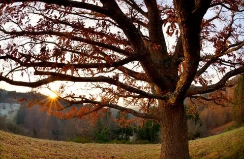 Sunset behind oak tree in mountains Stock Photos