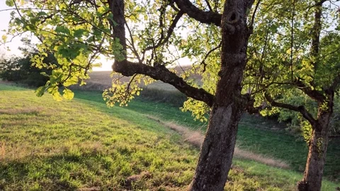 Sunset behind an old apple tree, orchard meadow, leaves Stock Footage 345035430