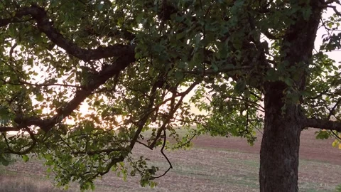 Sunset behind an old apple tree, orchard meadow, leaves Stock Footage 345035503