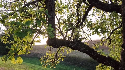 Sunset behind an old apple tree, orchard meadow, leaves Stock Footage 345035650
