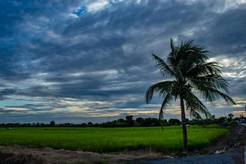 The sunset behind paddy fields and trees. Stock Photos