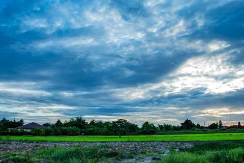 The sunset behind paddy fields and trees. Stock Photos