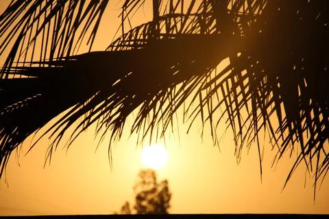 Sunset Behind Palm Tree Branches Stock Photos