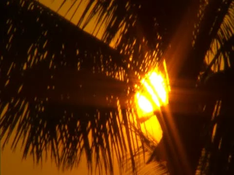 Sunset Behind Palm Tree Stock-Footage 22244400
