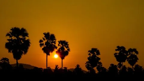 Sunset behind palm tree Stock Photos