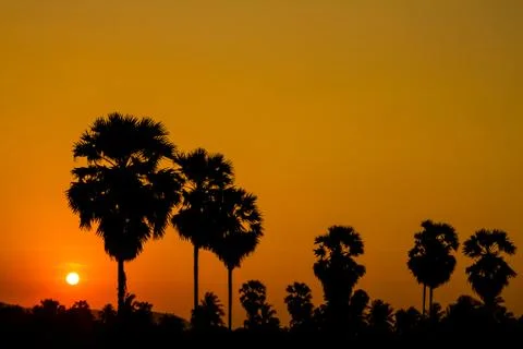 Sunset behind palm tree Stock Photos