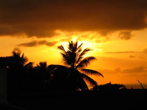Sunset behind a palm tree. Fotos Stock
