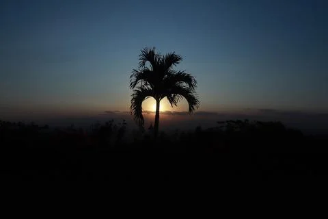Sunset Behind the Palm Tree Stock Photos