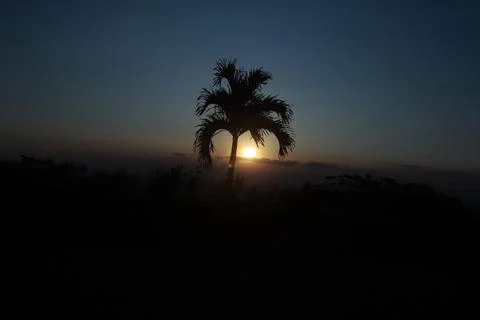 Sunset Behind the Palm Tree Stock Photos