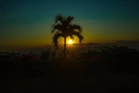 Sunset Behind the Palm Tree Stock Photos
