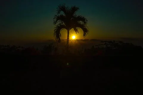 Sunset Behind the Palm Tree Stock Photos