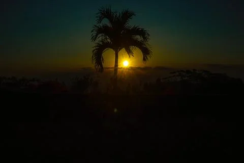 Sunset Behind the Palm Tree Stock Photos