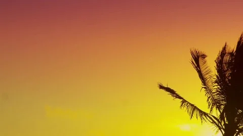 Sunset Behind Palm Trees Stock Footage 75207155