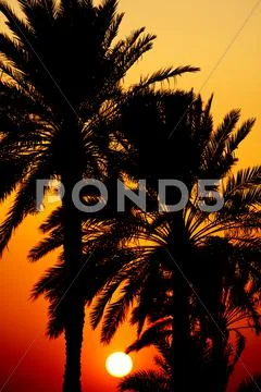 Sunset behind palm trees Stock Photos