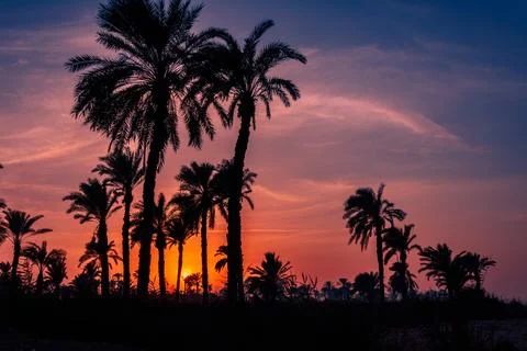 Sunset behind palm trees Stock Photos