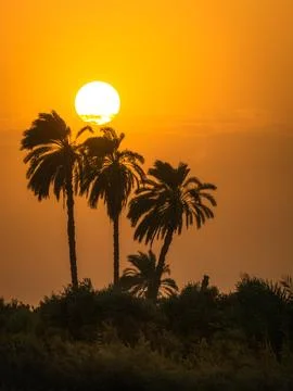 Sunset behind palm trees Stock-Fotos