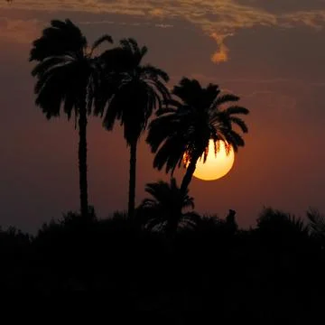 Sunset behind palm trees Stock-Fotos