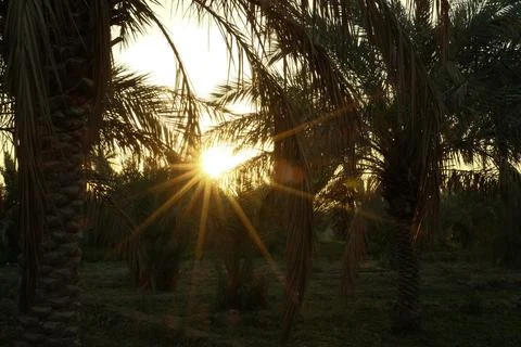 Sunset behind palm trees with sunlight rays 스톡 사진