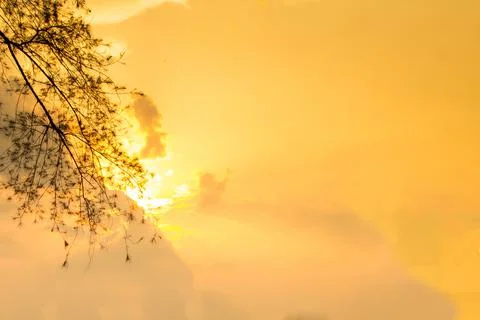 Sunset behind the pine, orange sky Stock Photos