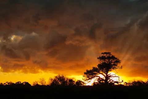 Sunset Behind Pine Tree Stock Photos