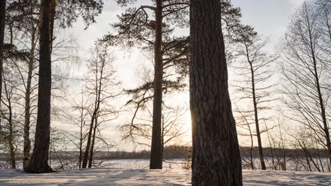 Sunset Behind the Pine Trees in Winter with Blue Cloudy Sky, Sunrays Shining Stock Footage 174376954