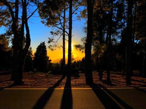 SUNSET BEHIND THE PINES Foto stock