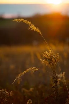 Sunset behind prairie grass Stock Photos