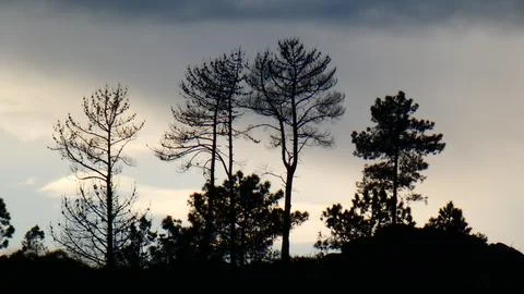 Sunset behind rain clouds and pine trees. Winter afternoon in the mountains. 4k Stock Photos
