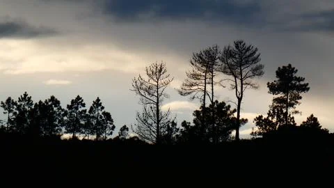 Sunset behind rain clouds and pine trees. Winter afternoon. P1120626 Stock-Fotos