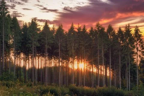 Sunset behind a row of trees in the middle of the forest with a colorful sky Foto stock