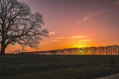 Sunset behind row of trees Stock Photos