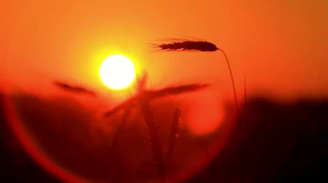 Sunset behind the silhouette of a corn field. Wheat swaying. Wheat at sunset. Video stock 11226590