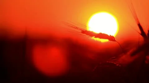 Sunset behind the silhouette of a corn field. Wheat swaying. Wheat at sunset. Stock Footage 11226591