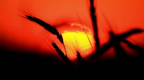 Sunset behind the silhouette of a corn field. Wheat swaying. Wheat at sunset. 스톡 동영상 11226594