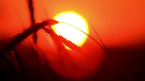 Sunset behind the silhouette of a corn field. Wheat swaying. Wheat at sunset. Stock Footage 11226597