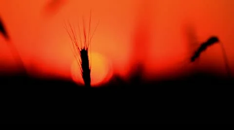 Sunset behind the silhouette of a corn field. Wheat swaying. Wheat at sunset. Stock-Footage 11226598