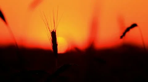 Sunset behind the silhouette of a corn field. Wheat swaying. Wheat at sunset. 스톡 동영상 11226600