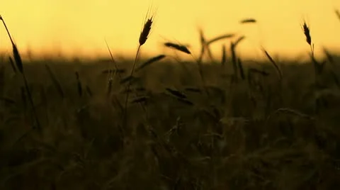 Sunset behind the silhouette of a corn field. Wheat swaying. Wheat at sunset. Vídeos de archivo 11242460