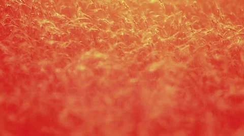 Sunset behind the silhouette of a corn field. Wheat swaying. Wheat at sunset. Stock Footage 11242466