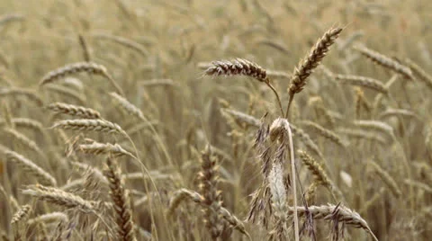 Sunset behind the silhouette of a corn field. Wheat swaying. Wheat at sunset. Stock Footage 25014092