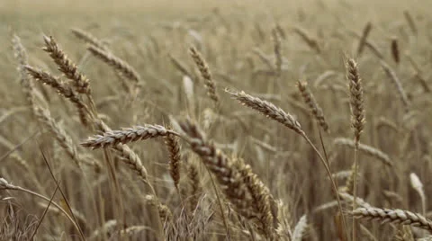 Sunset behind the silhouette of a corn field. Wheat swaying. Wheat at sunset. Stock Footage 25014435