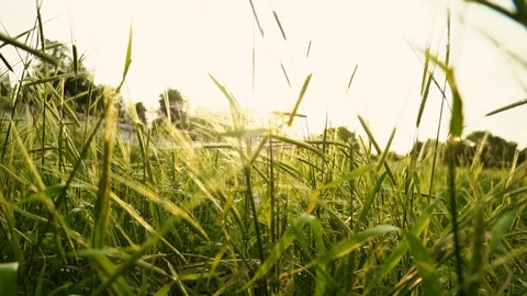 Sunset behind the silhouette of a corn field. Wheat swaying. Gentle breeze Video stock 107547629