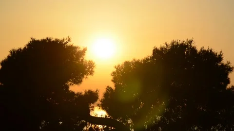 Sunset behind silhouetted pine trees in front of the sea. Sun going down Stock Footage 107906685