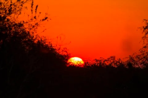 Sunset behind silhouetted trees Stock Photos
