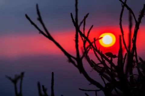 Sunset behind sticks Stock Photos